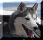 Portrait of Pooch.dog